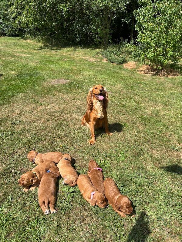 Cockapoo puppies for sale in Caistor, Lincolnshire – 3 weeks old