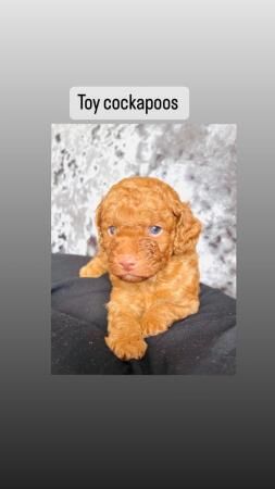 CURLY TOY COCKAPOO 2LEFT for sale in Mansfield, Nottinghamshire