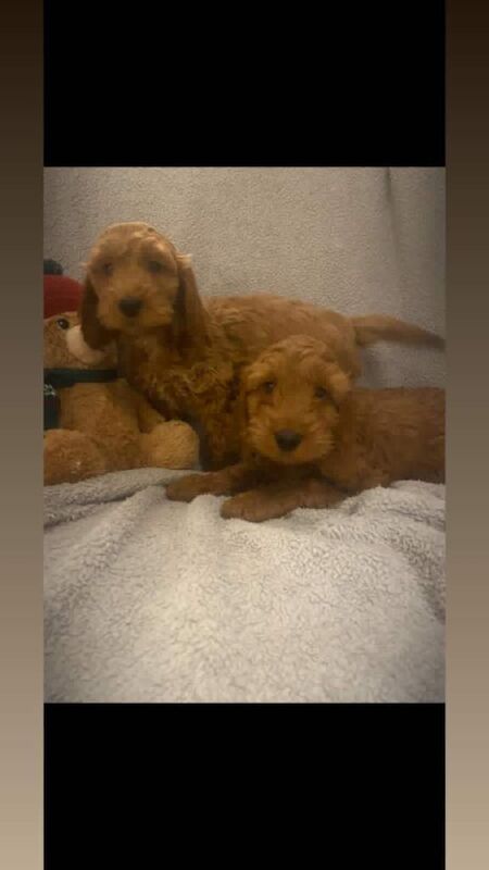 Cockapoo puppies for sale in Borrowstounness, Falkirk – 8 weeks old - Image 2 of 2