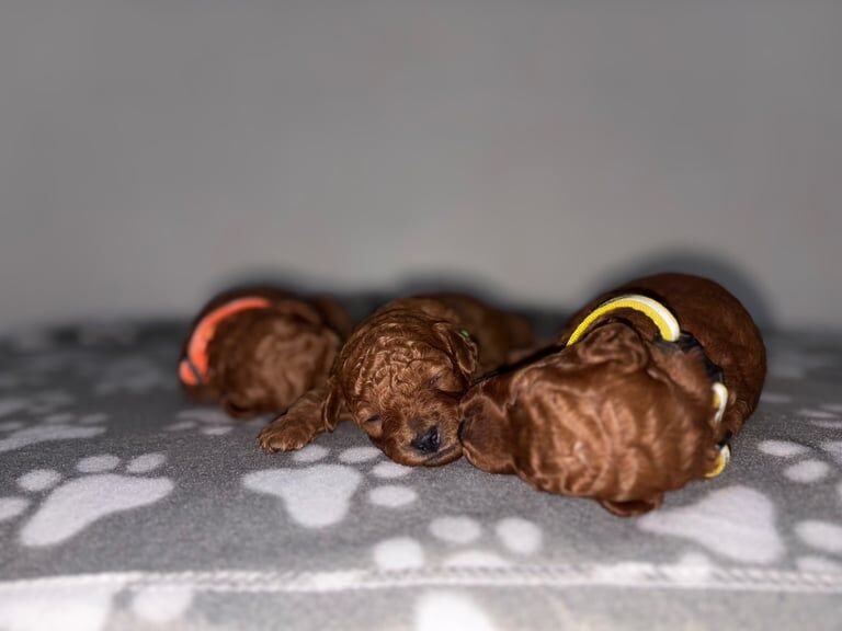 Red Cockapoo puppies for sale in Sunderland, Tyne and Wear – KC registered, 8 weeks old