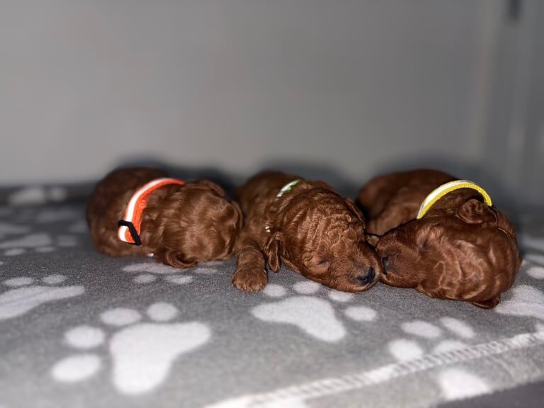 Cockapoo puppies for sale in Sunderland, Tyne and Wear – KC registered, 8 weeks old - Image 2 of 3