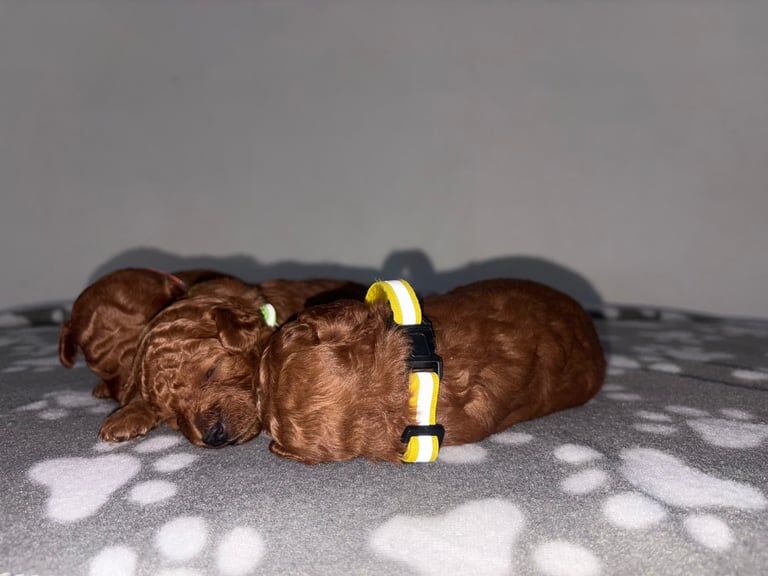Cockapoo puppies for sale in Sunderland, Tyne and Wear – KC registered, 8 weeks old - Image 3 of 3