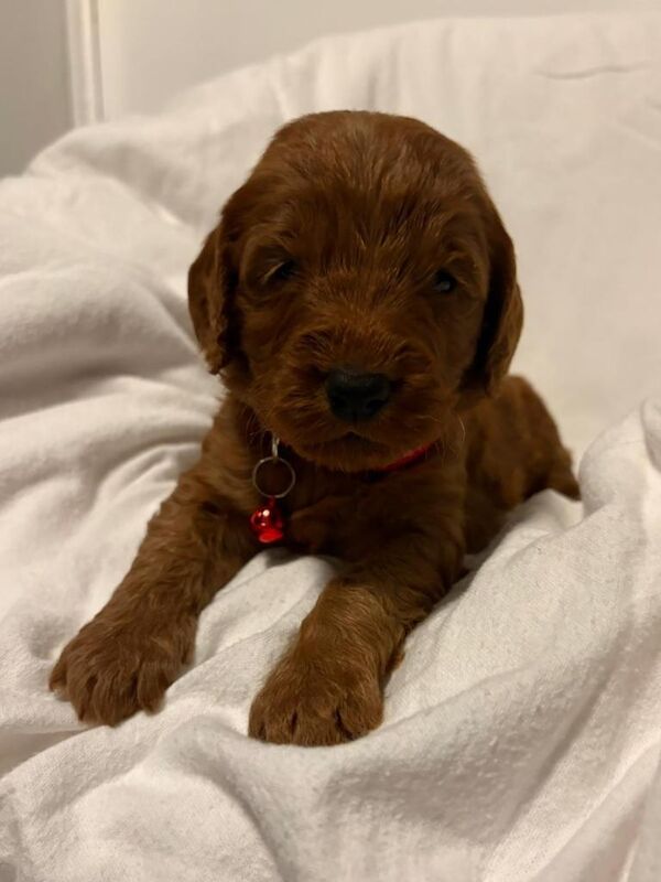 Cockapoo puppies for sale in Sunderland, Tyne And Wear – KC registered, 4 months old - Image 2 of 6