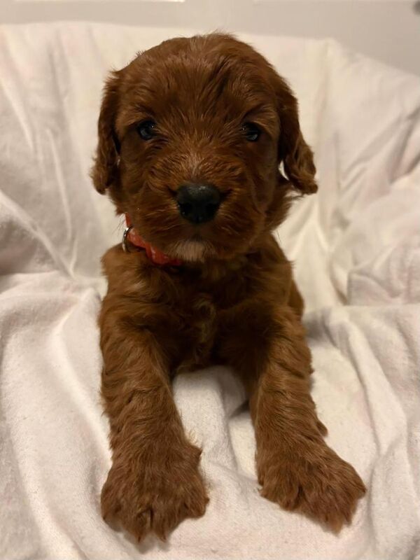Cockapoo puppies for sale in Sunderland, Tyne And Wear – KC registered, 4 months old - Image 3 of 6