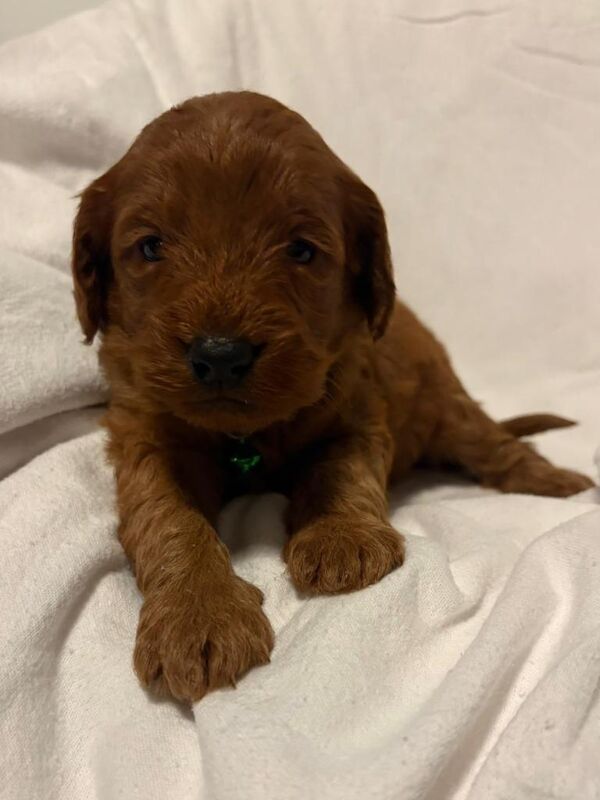 Cockapoo puppies for sale in Sunderland, Tyne And Wear – KC registered, 4 months old - Image 4 of 6