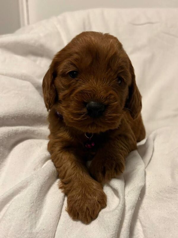 Cockapoo puppies for sale in Sunderland, Tyne And Wear – KC registered, 4 months old - Image 5 of 6