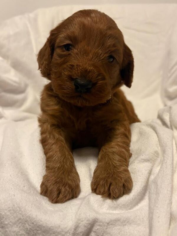 Cockapoo puppies for sale in Sunderland, Tyne And Wear – KC registered, 4 months old - Image 6 of 6