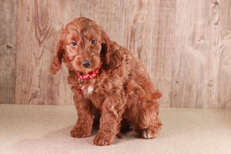 Deep Red F1b Cockapoo GIRL with DNA certs for sale in Carmarthen / Caerfyrddin, Dyfed | Image 2