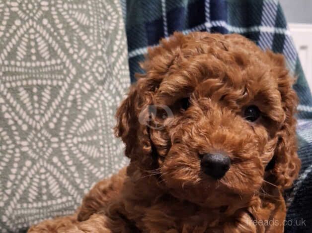 Cockapoo puppies for sale in Skelmersdale, Lancashire – 1 year old - Image 1 of 5