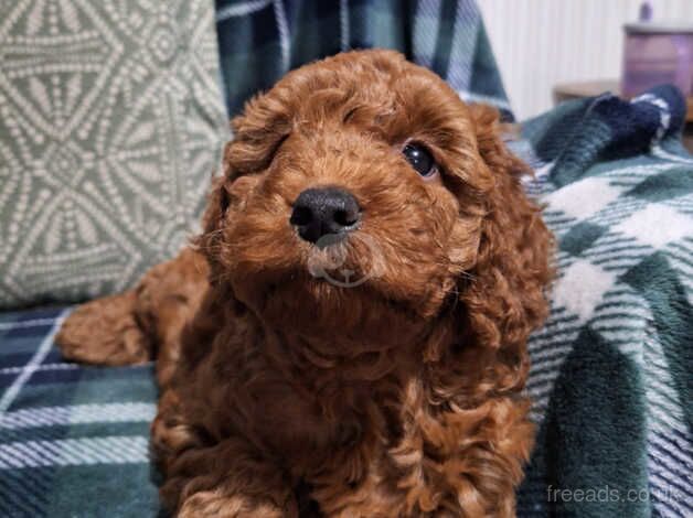 Cockapoo puppies for sale in Skelmersdale, Lancashire – 1 year old - Image 2 of 5