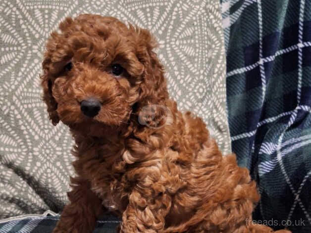Cockapoo puppies for sale in Skelmersdale, Lancashire – 1 year old - Image 3 of 5