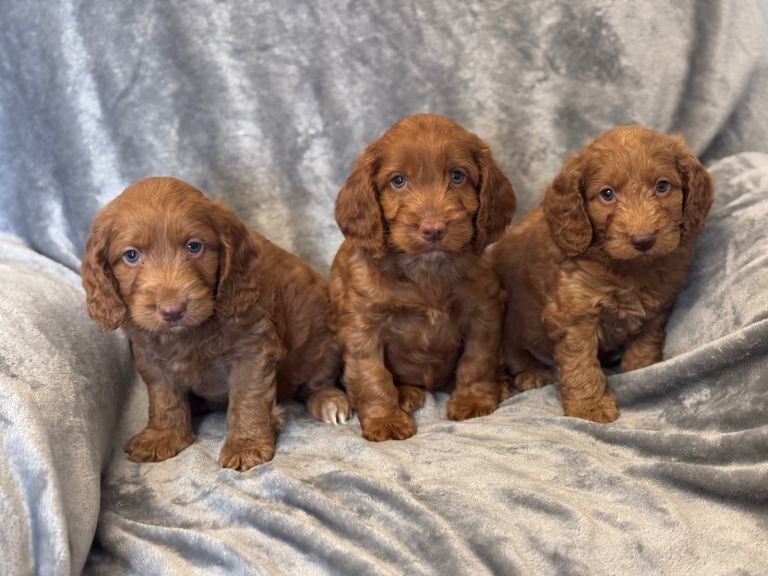 Deep red miniature puppy’s