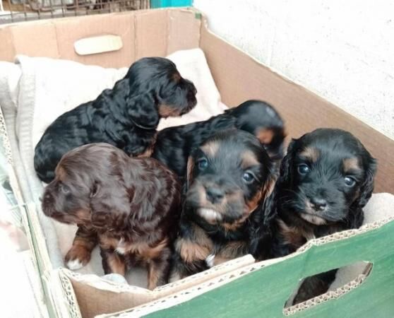 Cockapoo puppies for sale in Higham Ferrers, Northamptonshire – 1 year old - Image 2 of 5