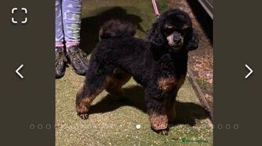 Cockapoo puppies for sale in Higham Ferrers, Northamptonshire – 1 year old - Image 4 of 5