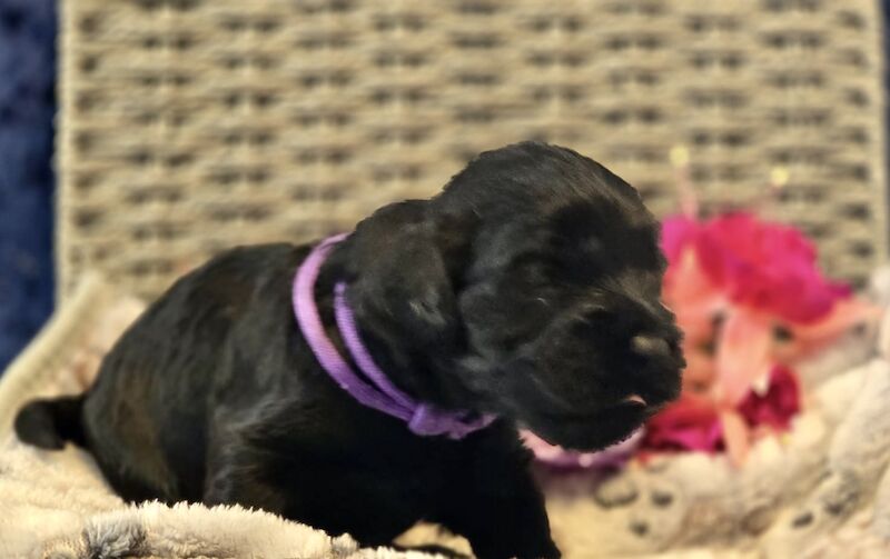 DNA Clear - F1 Cockapoo Puppies - Image 2 of 9