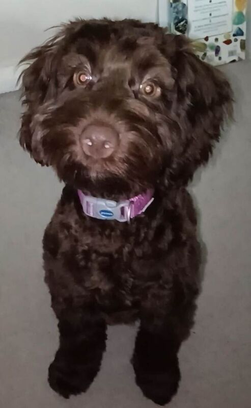 Cockapoo Puppies For Sale