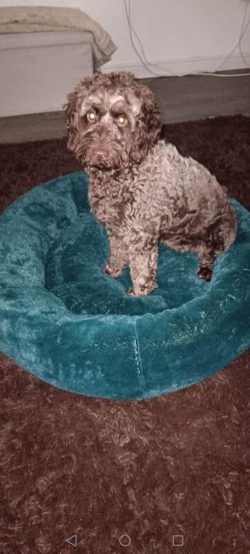 Dog- cockepoo - Image 2 of 4