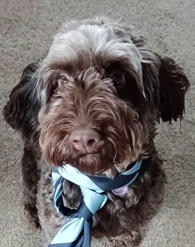 Dog- cockepoo - Image 3 of 4