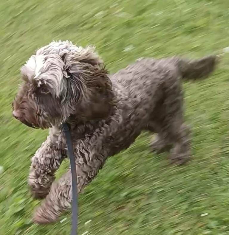Dog- cockepoo - Image 4 of 4
