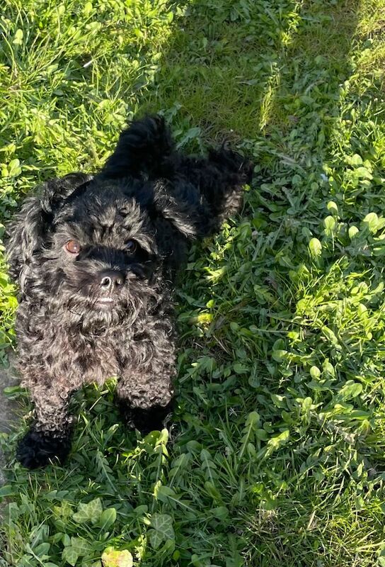 Dog for sale Bradford