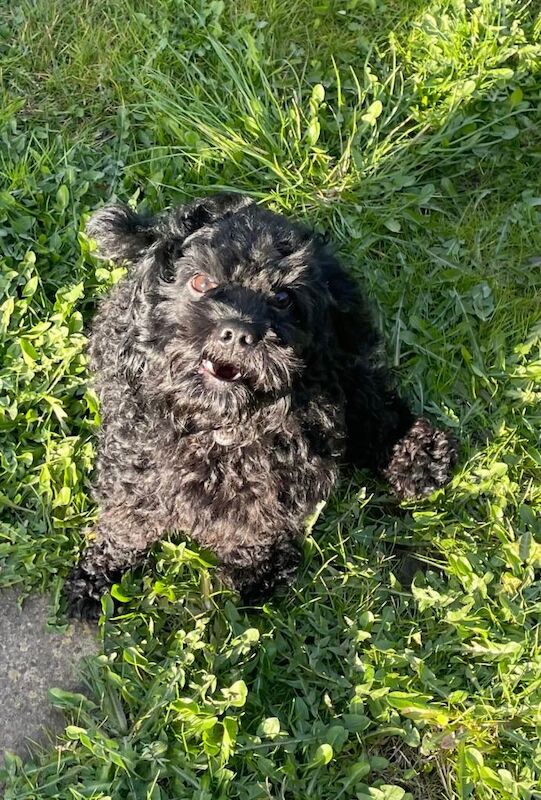 Dog for sale Bradford - Image 2 of 3