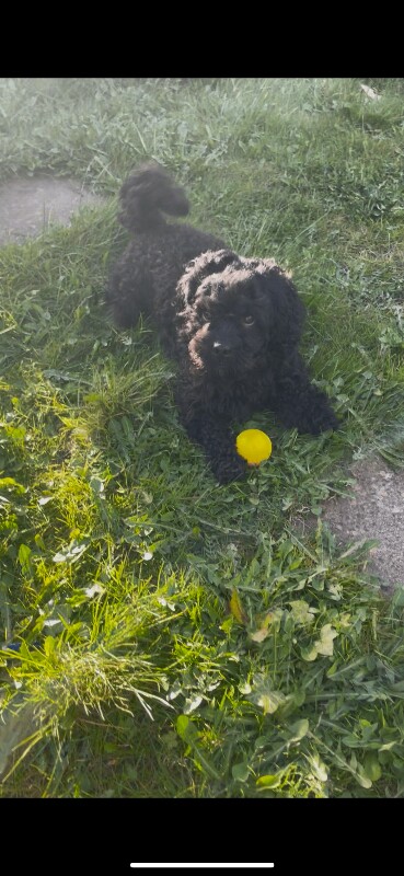 Dog for sale Bradford - Image 3 of 3