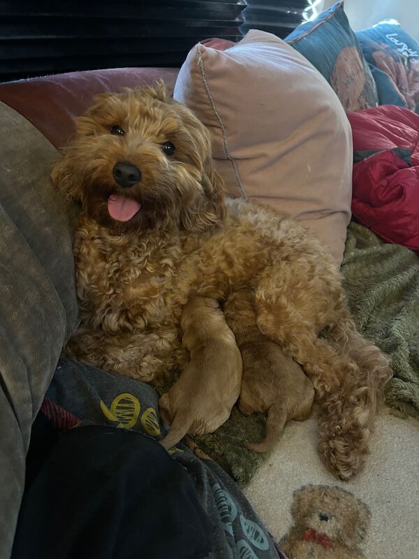 Exceptional Cockapoo Puppies