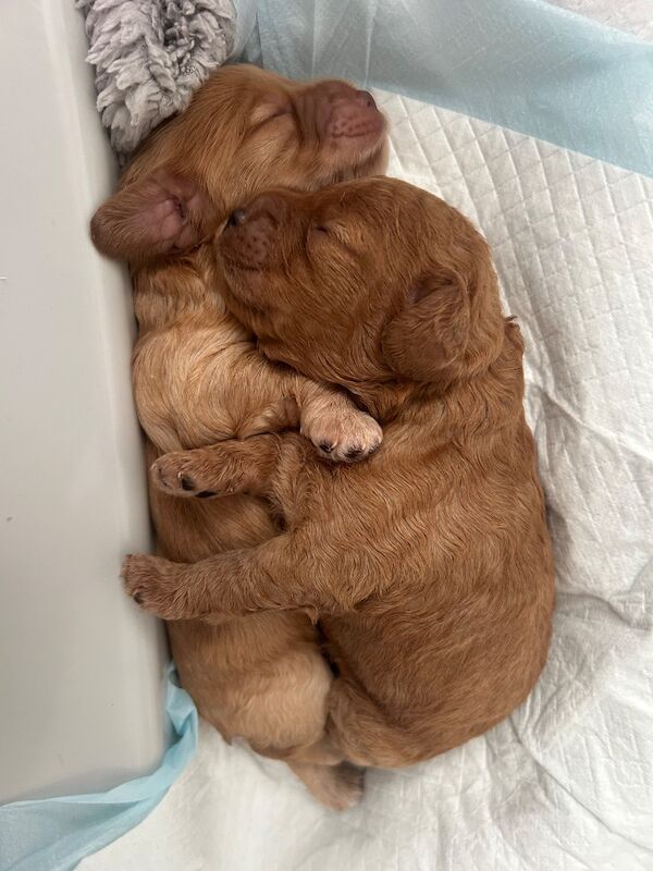 Exceptional Cockapoo Puppies - Image 2 of 8