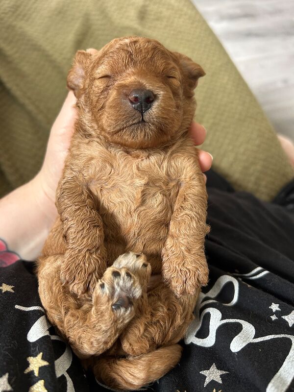 Exceptional Cockapoo Puppies - Image 3 of 8