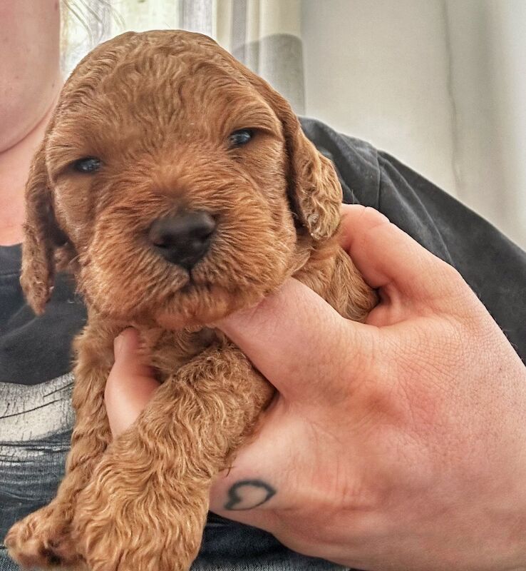 Exceptional Cockapoo Puppies - Image 4 of 8