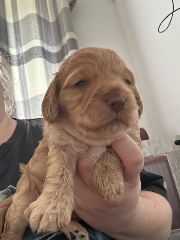 Exceptional Cockapoo Puppies - Image 5 of 8
