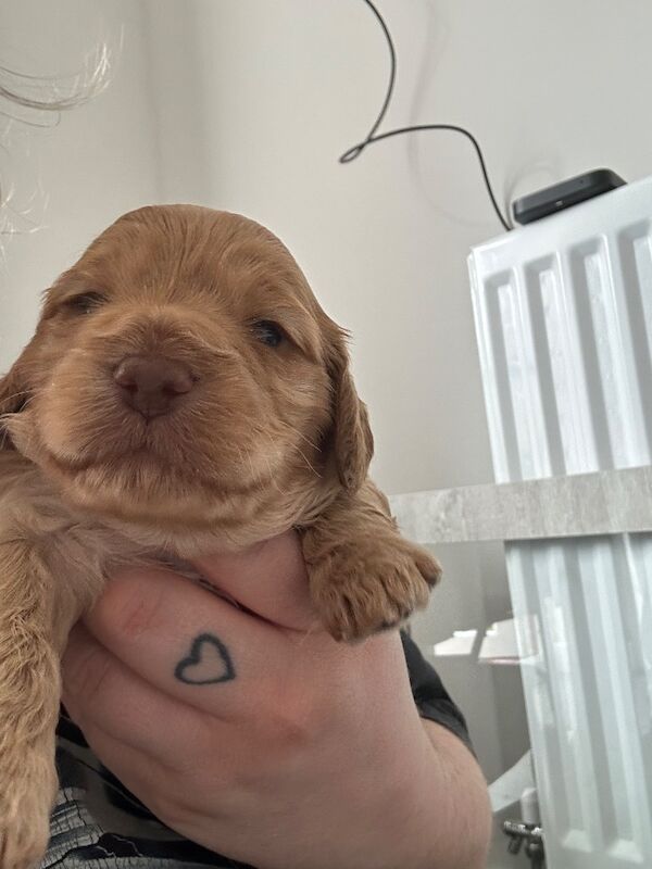 Exceptional Cockapoo Puppies - Image 6 of 8