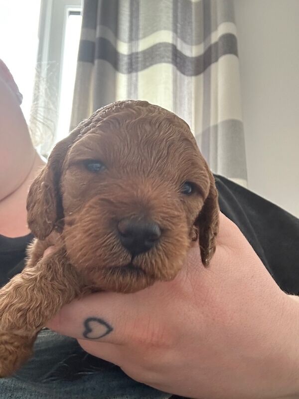 Exceptional Cockapoo Puppies - Image 7 of 8