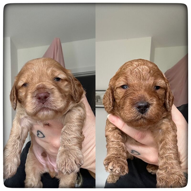 Exceptional Cockapoo Puppies - Image 8 of 8