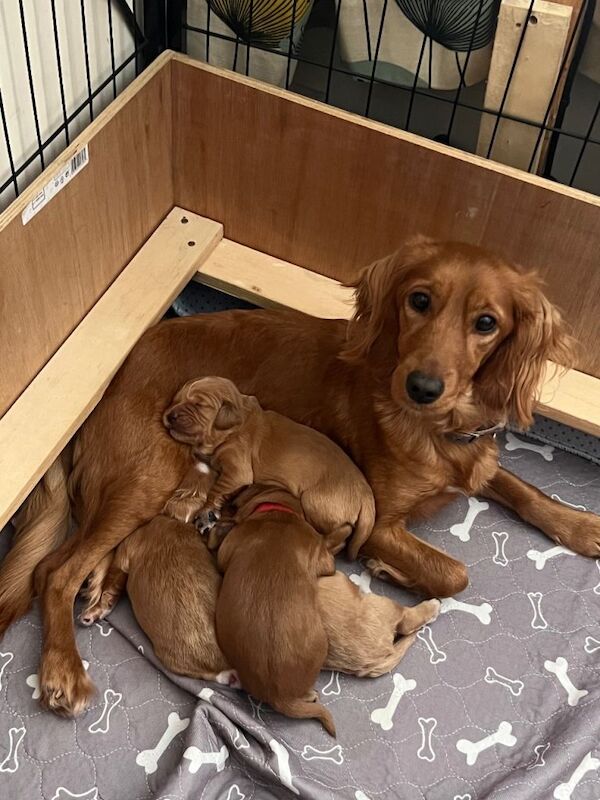 Cockapoo puppies for sale in Paddock Wood, Kent – 5 weeks old