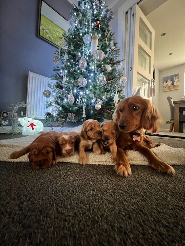 Cockapoo puppies for sale in Paddock Wood, Kent – 10 weeks old - Image 2 of 3