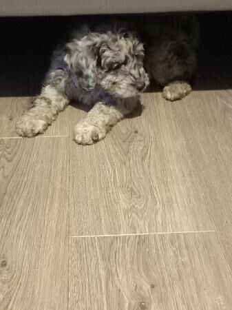 Cockapoo puppies for sale in Kent Street, Kent – 1 year old - Image 3 of 5