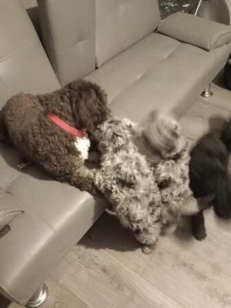 Cockapoo puppies for sale in Kent Street, Kent – 1 year old - Image 4 of 5