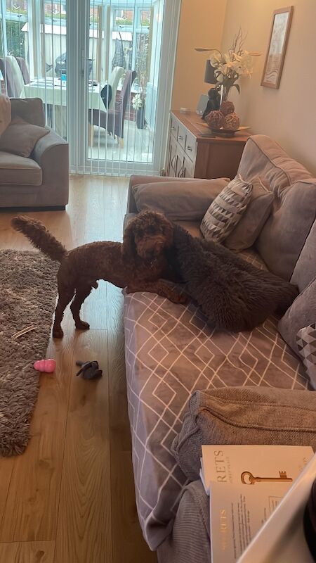 F1 15 month old Red Cockapoo for sale in Wolverhampton, West Midlands