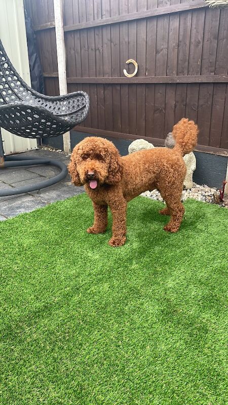 F1 15 month old Red Cockapoo for sale in Wolverhampton, West Midlands | Image 3