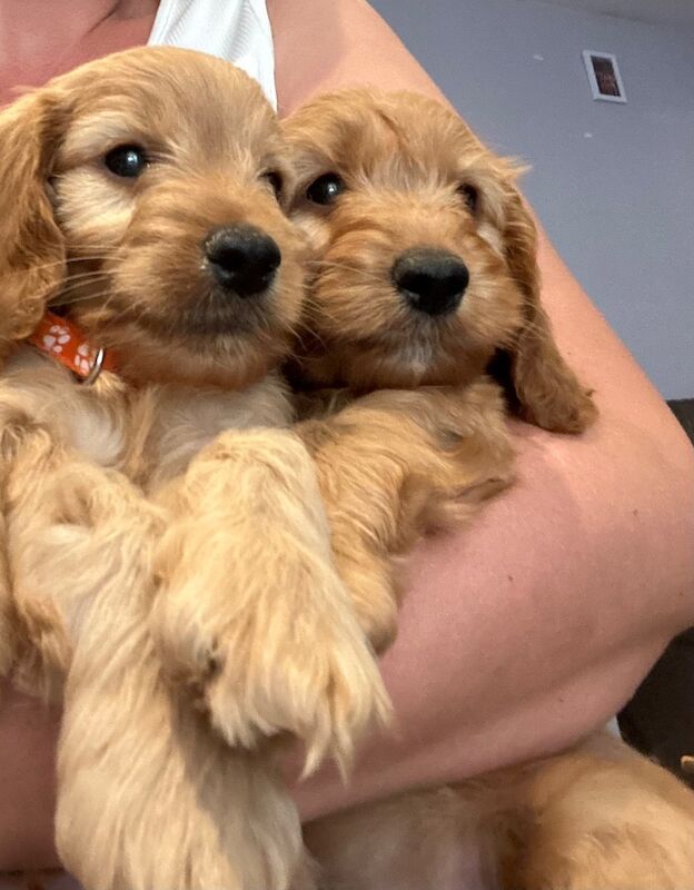 F1 2 playful cockapoos ready now