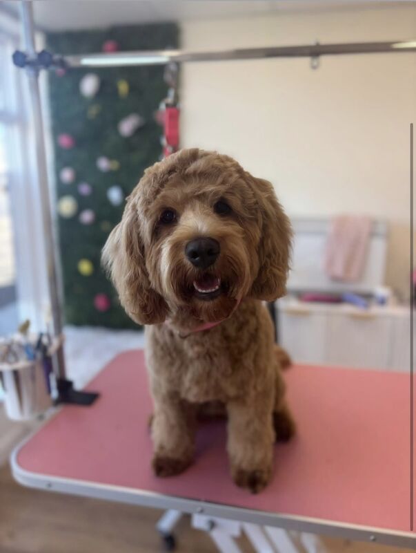 Cockapoo Puppies For Sale