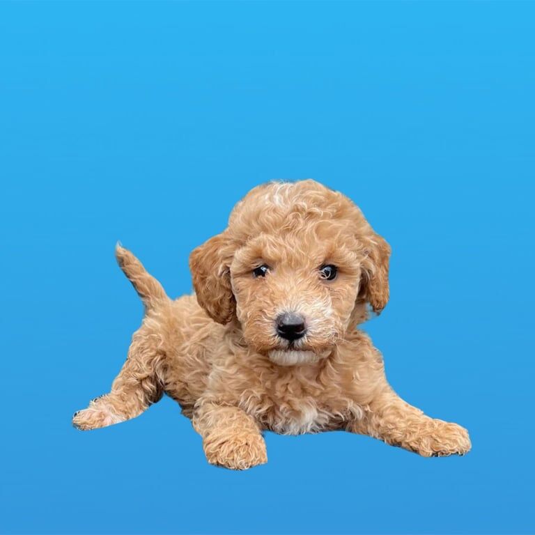 Cockapoo puppies for sale in Bicester, Oxfordshire – 10 weeks old