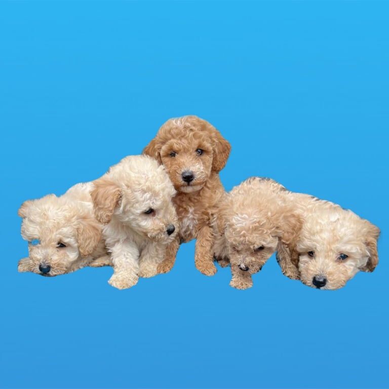 Cockapoo puppies for sale in Bicester, Oxfordshire – 3 months old - Image 2 of 3