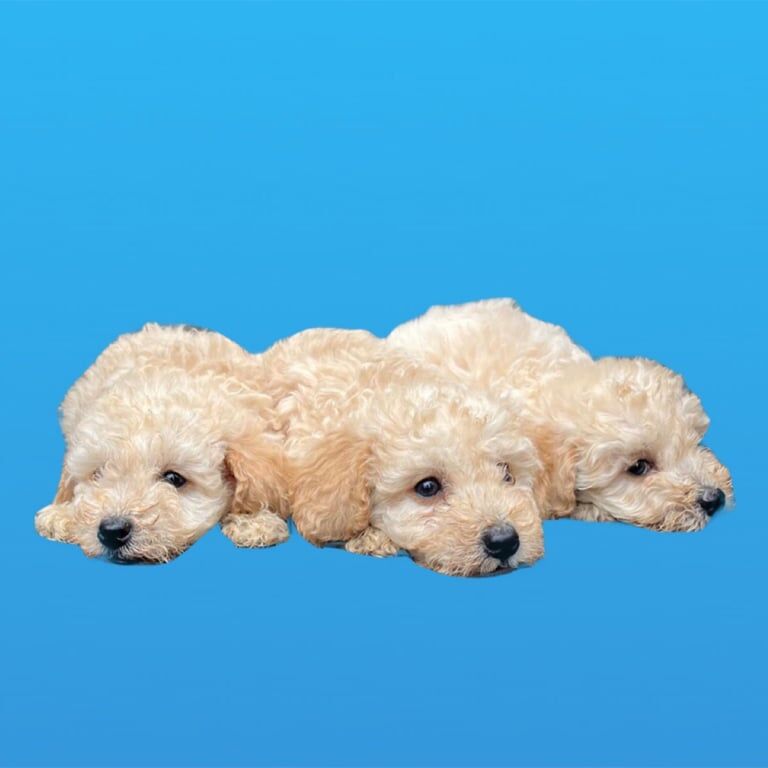 Cockapoo puppies for sale in Bicester, Oxfordshire – 3 months old - Image 3 of 3