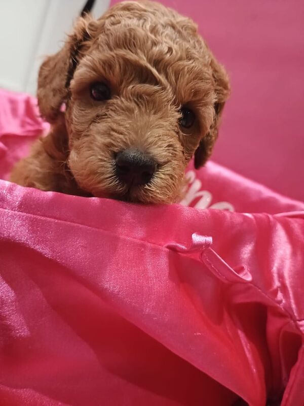 Cockapoo puppies for sale in Leicester, Leicestershire – 4 weeks old