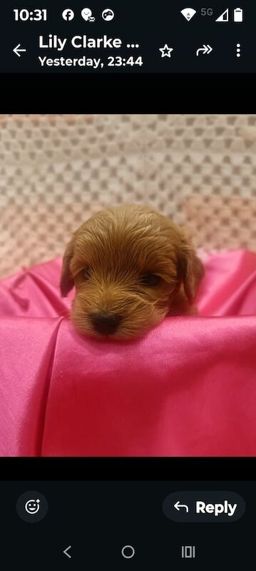 Cockapoo puppies for sale in Leicester, Leicestershire – 5 months old - Image 2 of 3
