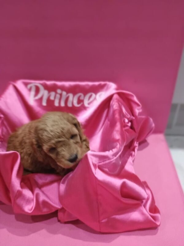 Cockapoo puppies for sale in Leicester, Leicestershire – 5 months old - Image 3 of 3