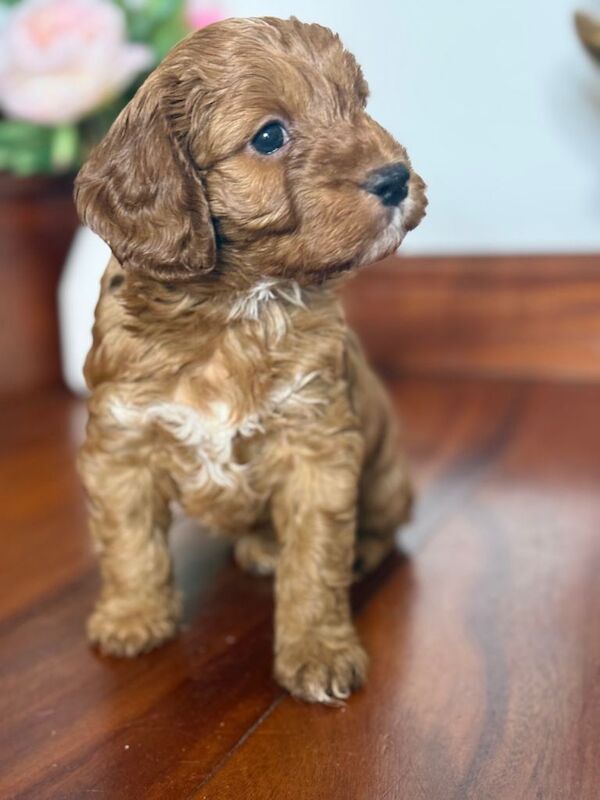 F1 beautiful miniature Cockapoo Puppies. - Image 2 of 6