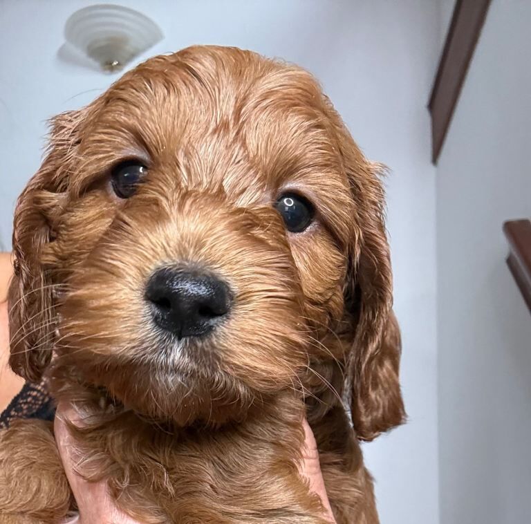 F1 beautiful miniature Cockapoo Puppies. - Image 3 of 6